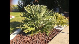 chamaerops humilis vulcano palmier nain [upl. by Darci]