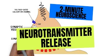 2Minute Neuroscience Neurotransmitter Release [upl. by Annayi265]