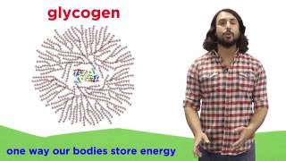 Carbohydrates Part 2 Polysaccharides [upl. by Winthorpe]