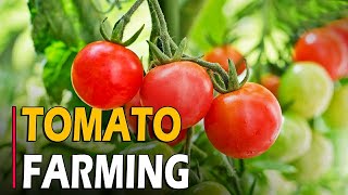 How to Grow Tomatoes  Tomato Farming  Tomato Cultivation  Complete Informations [upl. by Abbye]