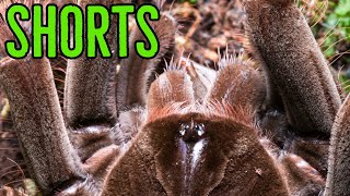 Theraphosa stirmi Goliath Birdeater Feeding shorts [upl. by Mosnar]