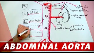 Anatomy  Abdominal Aorta Branches [upl. by Nesnaj]