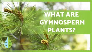 GYMNOSPERM PLANTS 🌲 Characteristics Examples Reproduction and more [upl. by Anertak22]