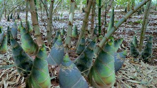 How to Grow Bamboo to Harvest Fast Bamboo Shoots  Easy and Effective  Agriculture Technology [upl. by Madson]