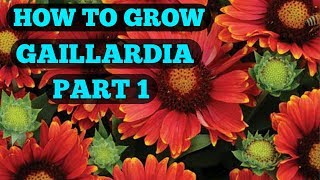 How to grow Gaillardia seeds part 1 [upl. by Cissiee]