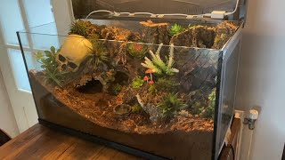 Building a new enclosure for my Goliath birdeater tarantula Pluisje Theraphosa stirmi [upl. by Allicirp]