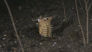 Komodo Bobbit Worms [upl. by Amarillis]