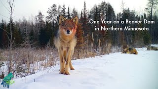 One year on a beaver pond in northern Minnesota [upl. by Iline232]