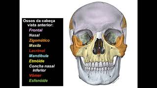 OSSOS DA CABEÇA [upl. by Nosauq]