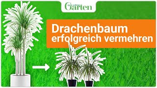 Drachenbaum vermehren Zwei einfache Methoden [upl. by Rebma]