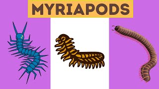 Myriapods Characteristics [upl. by Hildebrandt903]