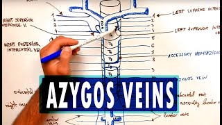 ANATOMY  Azygos Venous System [upl. by Cohe]