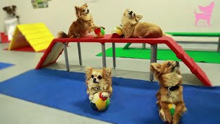 Cute Chihuahua Dog Tricks and Agility [upl. by Atipul]