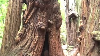 Muir Woods National monument Walk among the giants [upl. by Brade308]