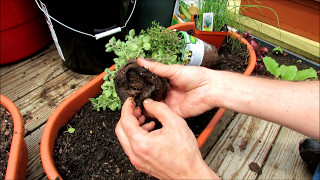 Planting Herbs in Containers Oregano Chives Thyme Mints Basil Sage Rosemary Lavender [upl. by Vaughan647]