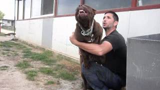 american bandog mastiff 65 months quotVANDAquot [upl. by Niletac864]