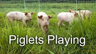 Pastured Piglets Playing [upl. by Redle271]