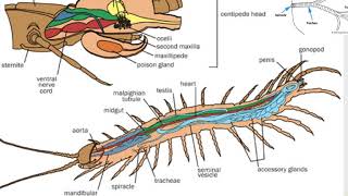 AFF Myriapoda [upl. by Emyle714]