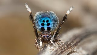 Peacock Spider quotStayin Alivequot [upl. by Billen470]