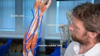 Veins of the upper limb [upl. by Giverin]