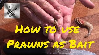 How to use Prawns as bait  The Hook and The Cook [upl. by Mannes160]