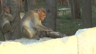 Monkey Mom Mourns Babys Death [upl. by Lanuk586]