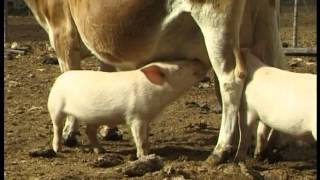 Orphaned piglets drink from Jersey cow [upl. by Aicened]