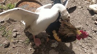 brutal goose fighting rooster [upl. by Bald]