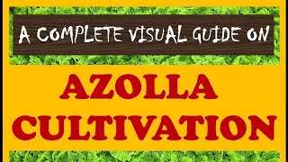 A Complete Visual Guide on AZOLLA CULTIVATION [upl. by Nazar]