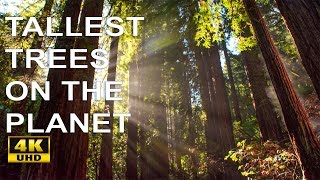 Muir Woods National Monument 4k Video [upl. by Akimat]