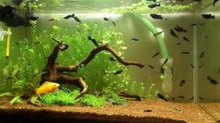 Black Molly aquarium [upl. by Johny]