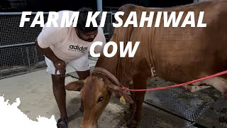 Farm ki sahiwal cow [upl. by Jos171]