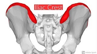 Iliac crest [upl. by Maon433]