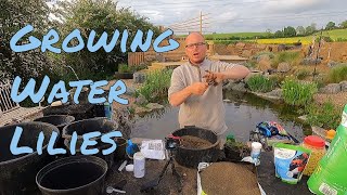 Uncover the Secret to Successfully Repotting Water Lilies [upl. by Akemahc]