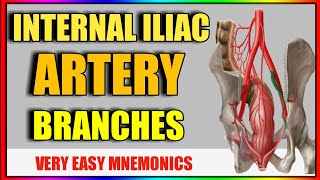 Internal Iliac Artery  MNEMONICS [upl. by Nickelsen]