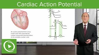 Cardiac Action Potential  Cardiology  Lecturio [upl. by Arihday284]