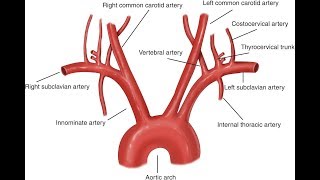 Aorta And Its Branches Anatomy [upl. by Dearr]