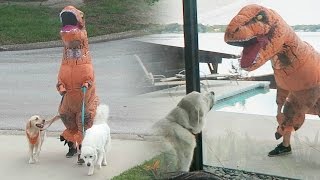 TREX DINOSAUR SUIT PRANK Super Cooper Sunday 72 [upl. by Maxantia]