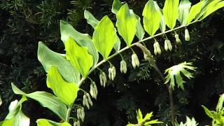 Polygonatum multiflorum [upl. by Krystalle719]