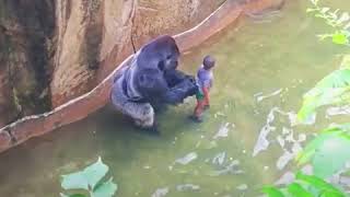 4 YEARS OLD BOY FELL INTO THE GORILLA CAGE [upl. by Airdnahs732]