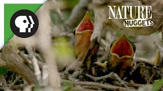 Feeding Baby Birds  NATURE Nuggets [upl. by Raddatz]