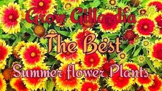 How to Grow GAILLARDIA at Home and Garden in a easy Way [upl. by Danie702]