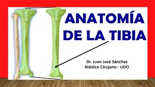 🥇 Anatomía de La TIBIA Fácil Rápida y Sencilla [upl. by Ellesig]