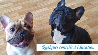 BOULEDOGUE FRANCAIS  Conseils d´éducation sociabilisation propreté apprentissage [upl. by Surat]