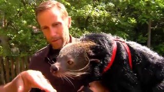 World Binturong Bearcat Day  Cincinnati Zoo [upl. by Alisander]