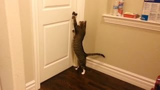 Clever Cats Opening Doors [upl. by Atikel]