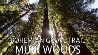 Muir Woods Hiking the Bohemian Grove Trail [upl. by Pomfret920]