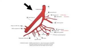 INTERNAL ILIAC ARTERY AND ITS BRANCHES [upl. by Cesare]