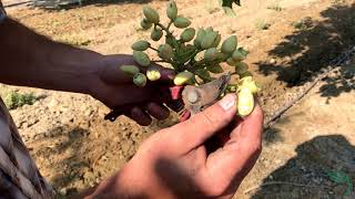 How are Pistachios Harvested [upl. by Annaiv]