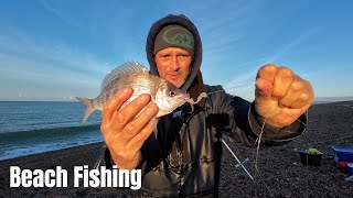 Beach Fishing  Chesil  Black Bream [upl. by Adhamh]